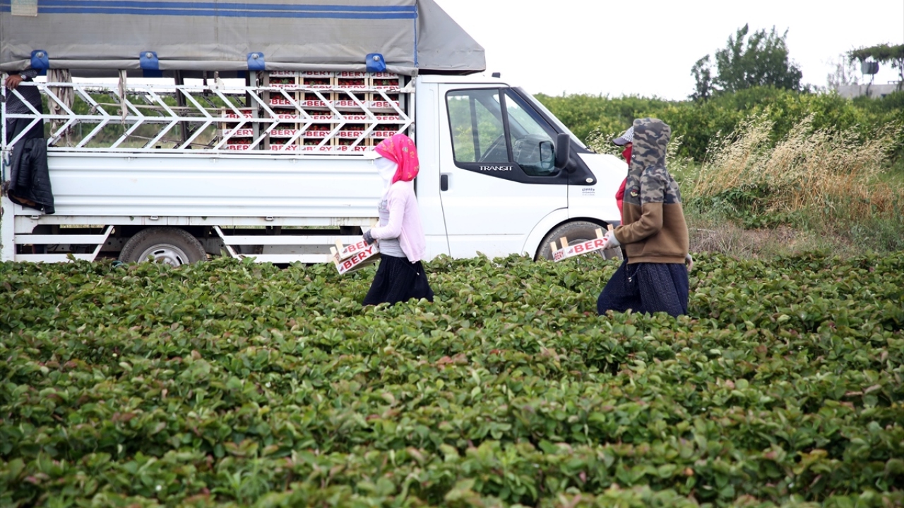 Sıcak havada alın teri döken kadınlar, emeklerinin karşılığında günde 70 lira kazanabiliyorlar.