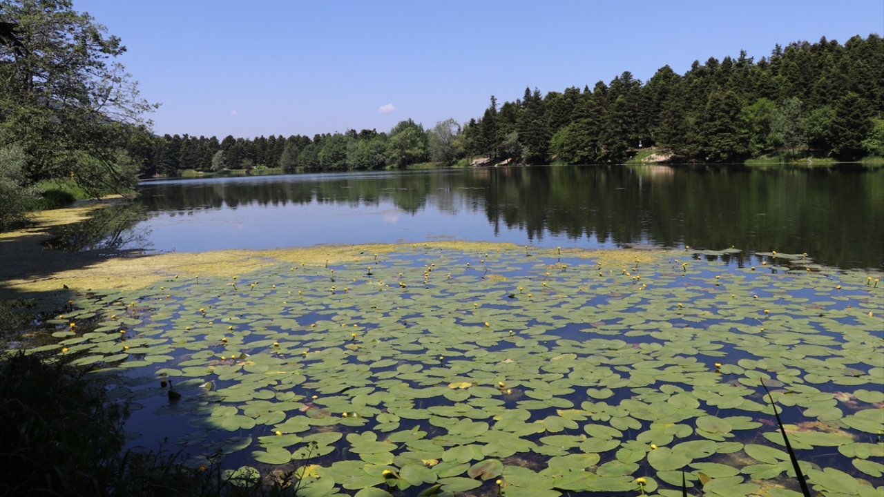Her yıl yüz binlerce kişinin ziyaret ettiği Abant ve Gölcük Tabiat Parkları ile Yedigöller Milli Parkı`nda sarı, mor ve beyaz renkli nilüferler açmaya başladı.