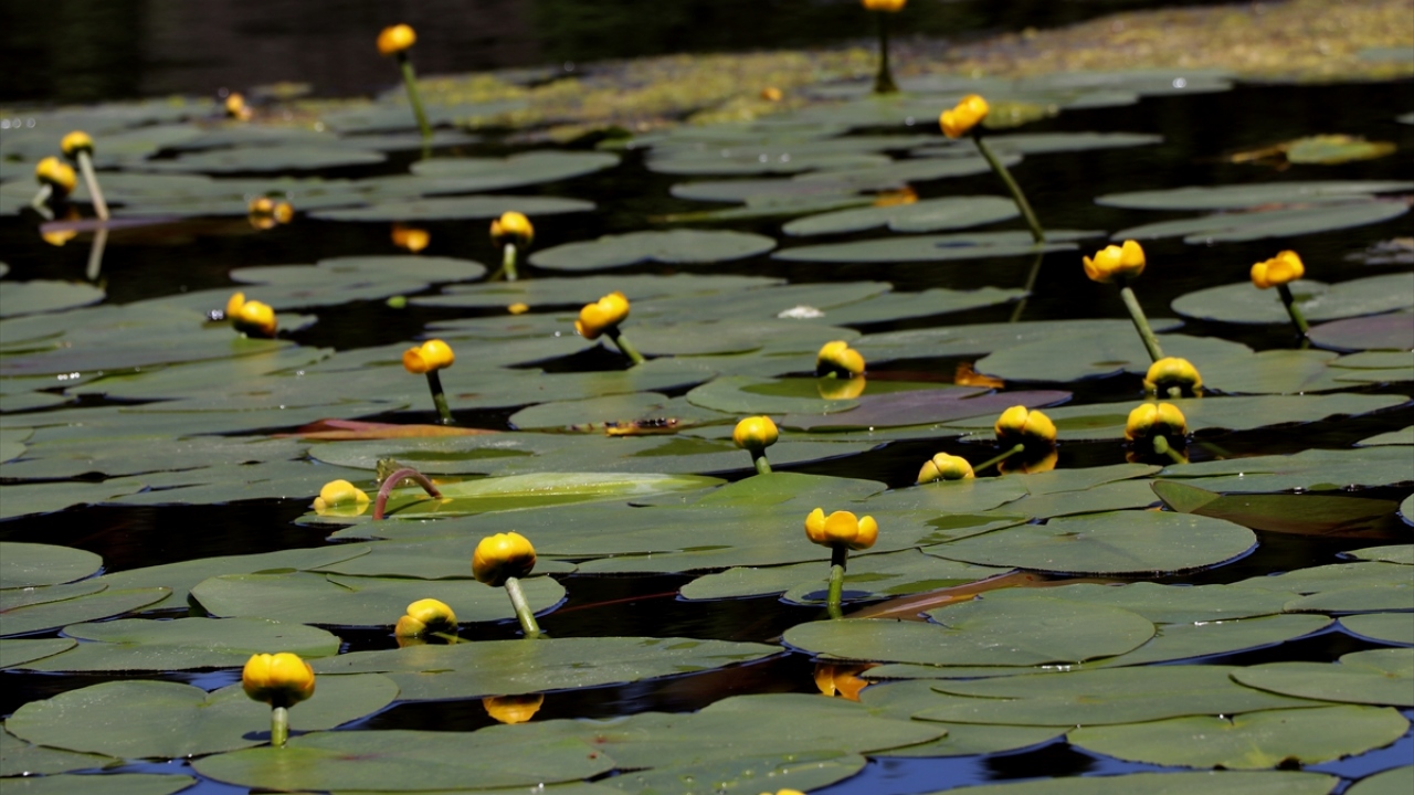 Nilüferlerin açmasıyla Abant, Gölcük ve Yedigöller, ayrı bir güzelliğe büründü.