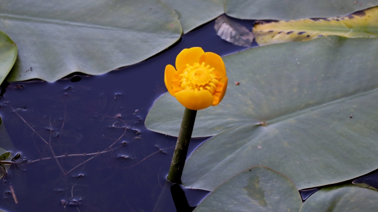 Biyolojik çeşitliliğin, ekolojik dengenin bir bütün olduğunu, bunun devam ettirilmesi gerektiğini vurgulayan Uysal, bunu sağlamak konusundaki sorumluluklarının bilincinde olduklarını kaydetti.