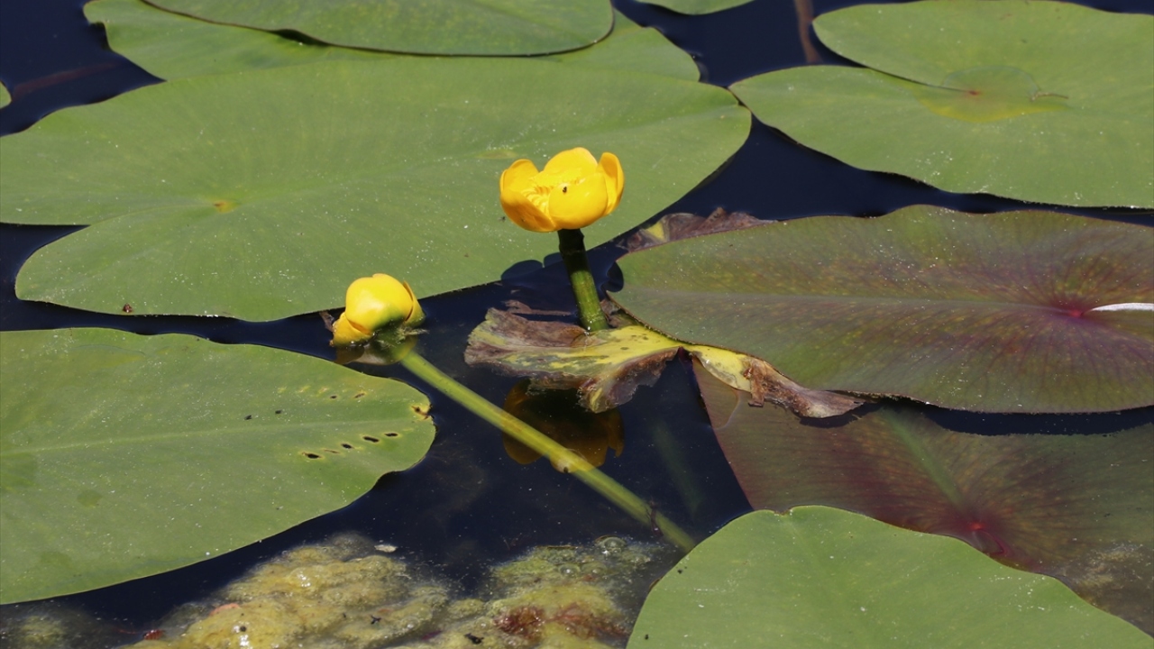 150 bin liraya kadar para cezası