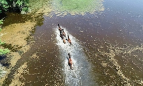 Karacabey Longozu'ndaki yabani atlar havadan görüntülendi