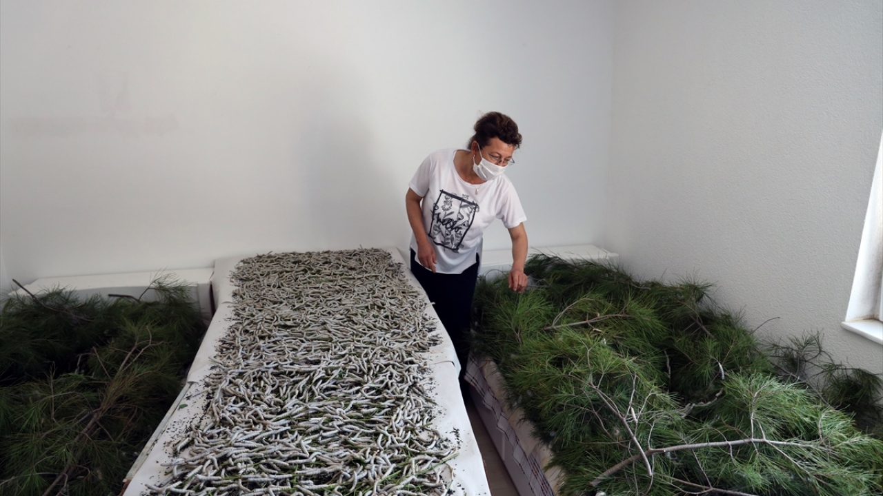 Menteşe Belediyesi ve Yerel Tohum Derneğinin iş birliğiyle yürütülen proje kapsamında Kafaca ve Bayır mahallerinde 8 aile ipek böceği yetiştiriyor.