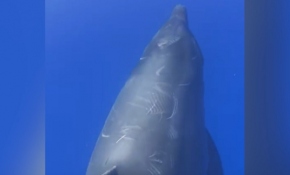 Antalya'da balıkçılara yunuslar eşlik etti