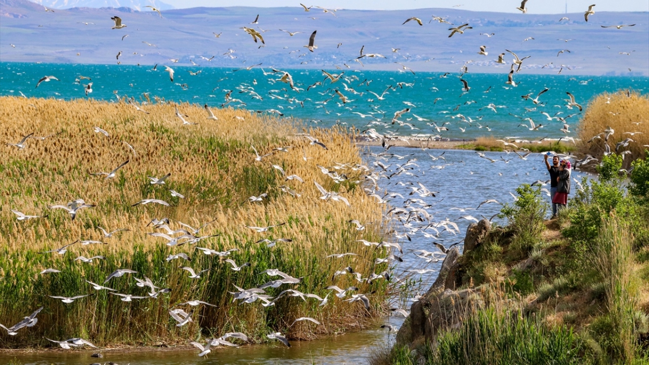 Erciş ilçesindeki Deli Çay`ın bulunduğu alanda oluşturulan balık bendine akın eden çok sayıda kişi, binlerce inci kefalinin yolculuğuna tanıklık ediyor.