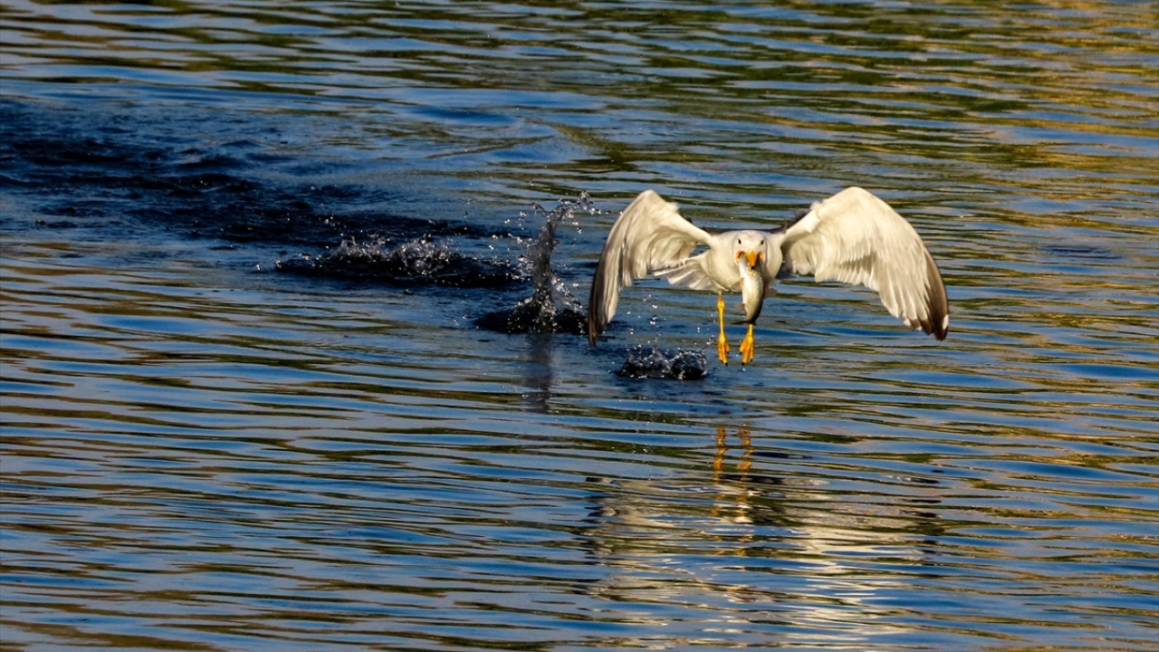 Göç eden balıkların martılar tarafından avlanması ise ilginç görüntüler oluşturdu.