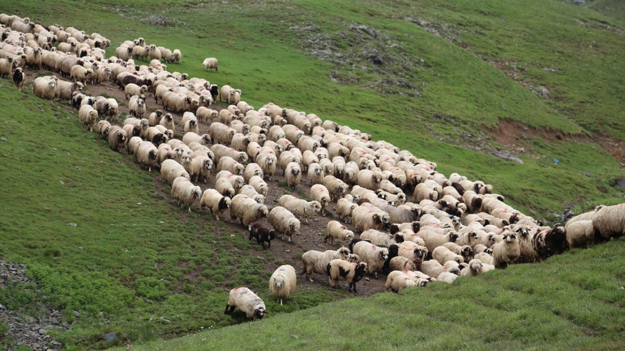 Kabadüz Derinçay Mahallesi`nde yaşayan 5 çocuk babası Okutan, 10 yaşında başladığı çobanlığı, yaklaşık 75 yıldır büyük bir tutkuyla devem ettiriyor.