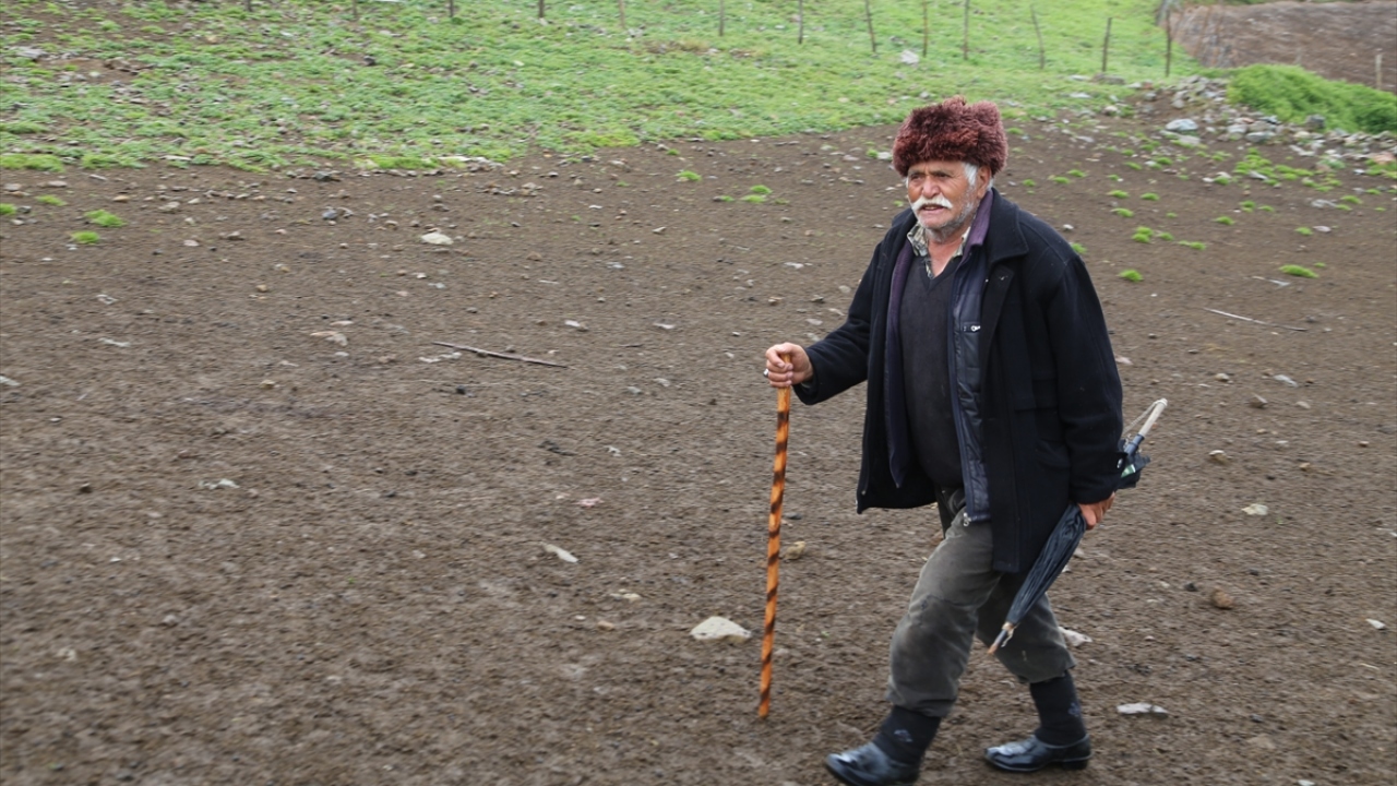 Havaların ısınmaya başlamasıyla yeniden Çambaşı Yaylası`na çıkan Okutan, bir kısmı kendisine ait binlerce koyunun başına geçti. 
