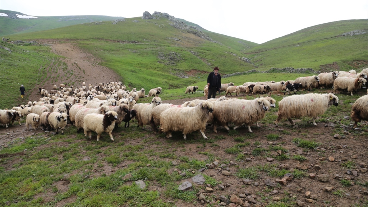 Çobanlık sayesinde çocuklarını okuttuğunu ve bağ bahçe sahibi olduğunu anlatan Okutan, çobanlıktan asla vazgeçemediğini, ömrünün sonuna kadar da bu işi yapacağını ifade etti.