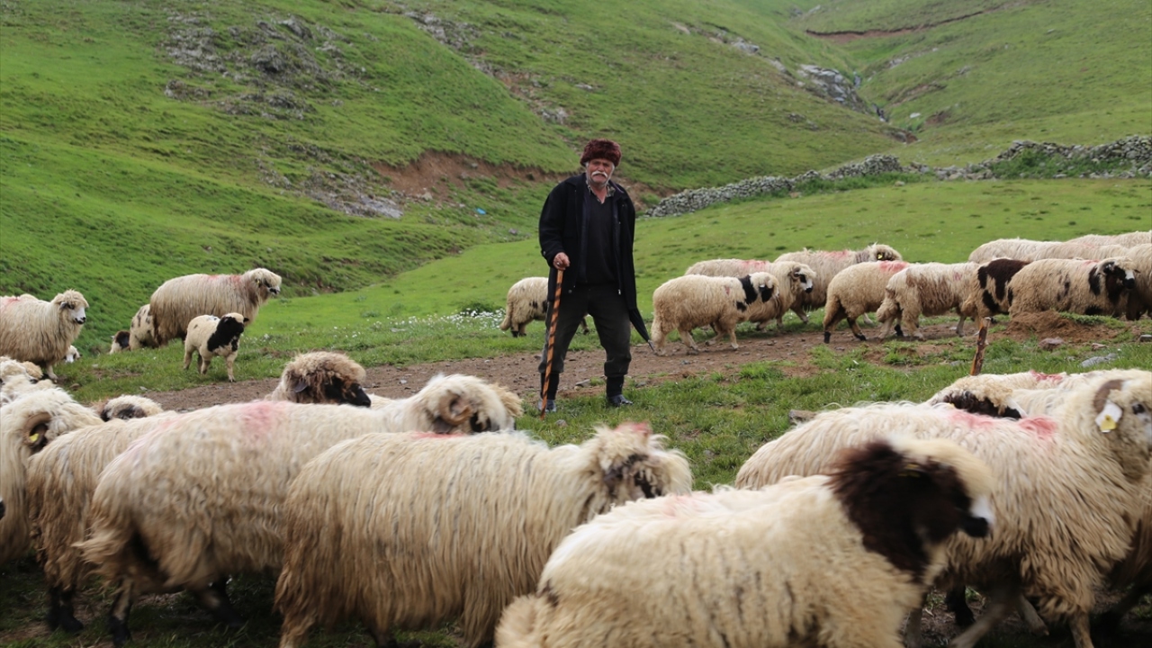 Okutan, çobanlığın hayatında önemli bir yere sahip olduğunu belirterek, bu mesleğin kendisine huzur verdiğini aktararak, diyabet hastası olduğunu ancak bu iş sayesinde hayata bağlandığını ve mutlu olduğunu belirtti. 
