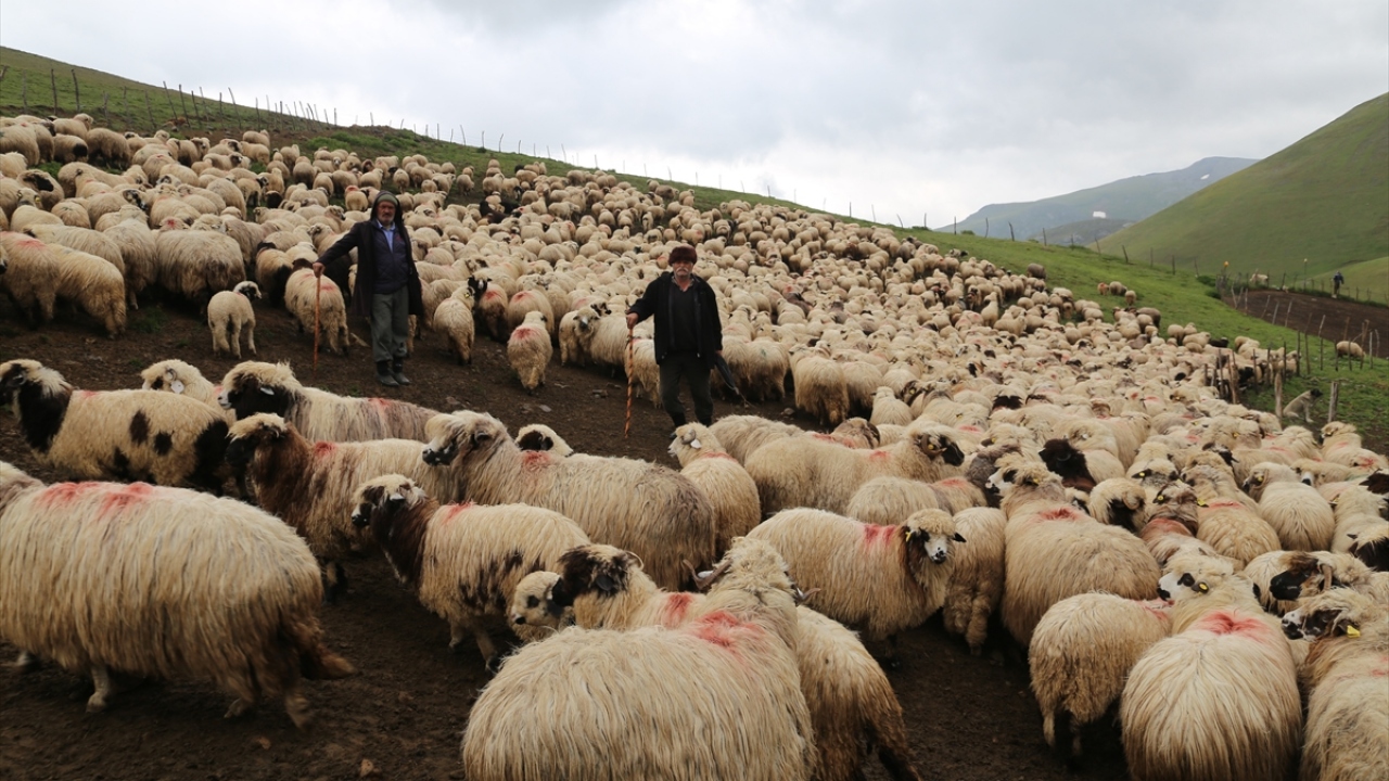 Yaklaşık 10 köyden besicinin koyunlarını yaylada aynı anda idare edebildiğini dile getiren Okutan, bu işin kendisine hiç zor gelmediğinin vurguladı.