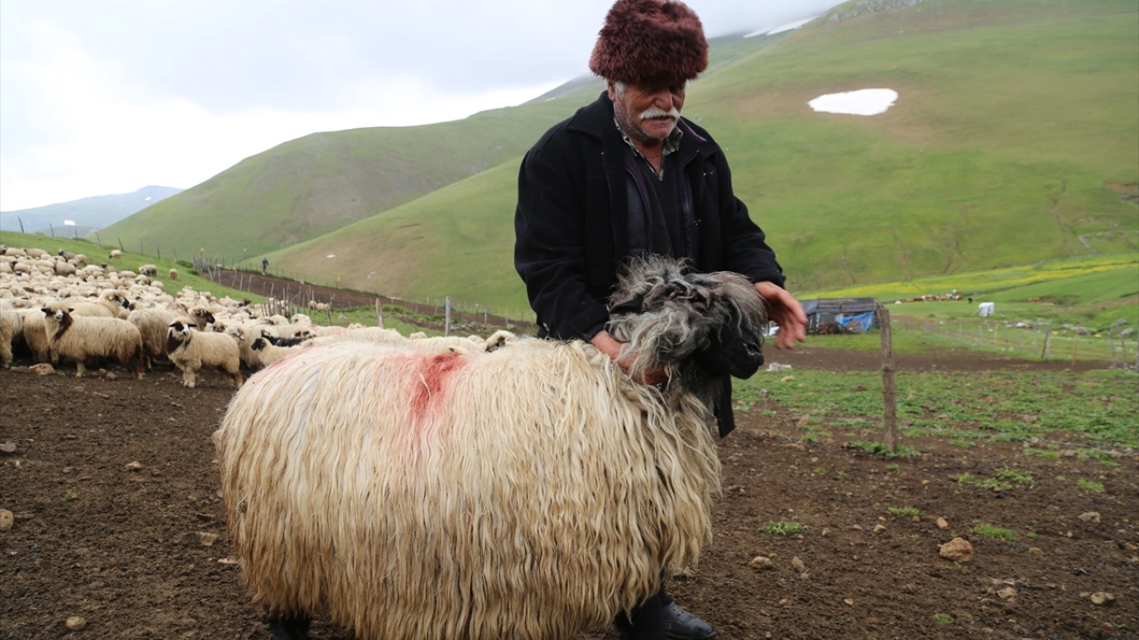 Son yıllarda çobanlığa ilginin azaldığına da değinen Okutan, gençlerin çobanlığı kendi dönemlerinde olduğu gibi tercih etmediğini sözlerine ekledi. 