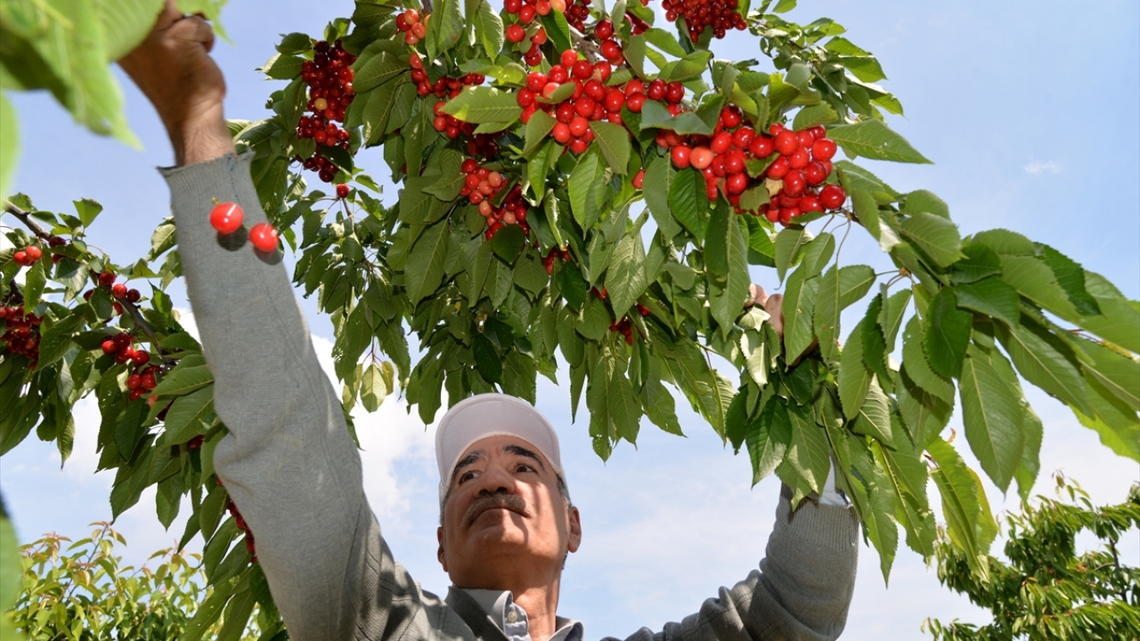 Yazgan, ihracatta sezonun ilk günlerinde 40-45 liraya kadar çıkan kilogram fiyatının şu anda 25-30 lira seviyesinde olduğunu ifade etti.