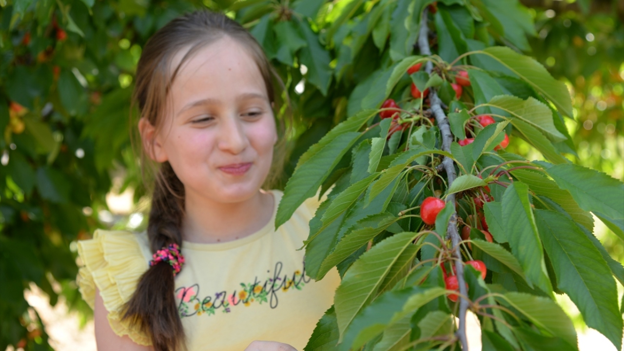 Yazgan, "Bu yıl itibarıyla çok büyük bir şans yakaladık. İklim bizim lehimizeydi. Bunu da güzel bir şekilde değerlendiriyoruz." diye konuştu.
