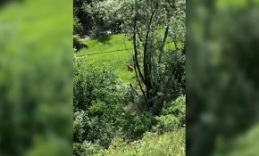 Mantar toplarken yavru ayılarla karşılaştılar