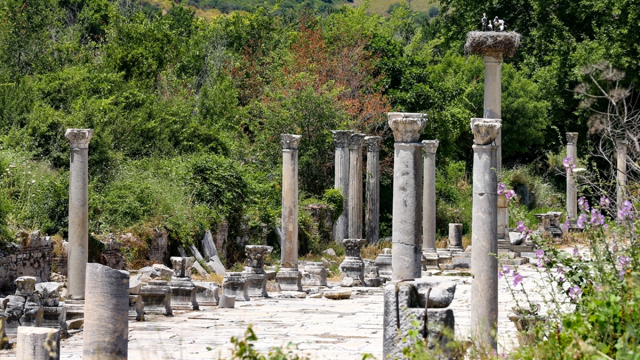 Antik Tiyatro önünde yer alan Liman Caddesi`ndeki antik Bizans sütunu üzerinde yuva yapan 4 leylek görüldü. 