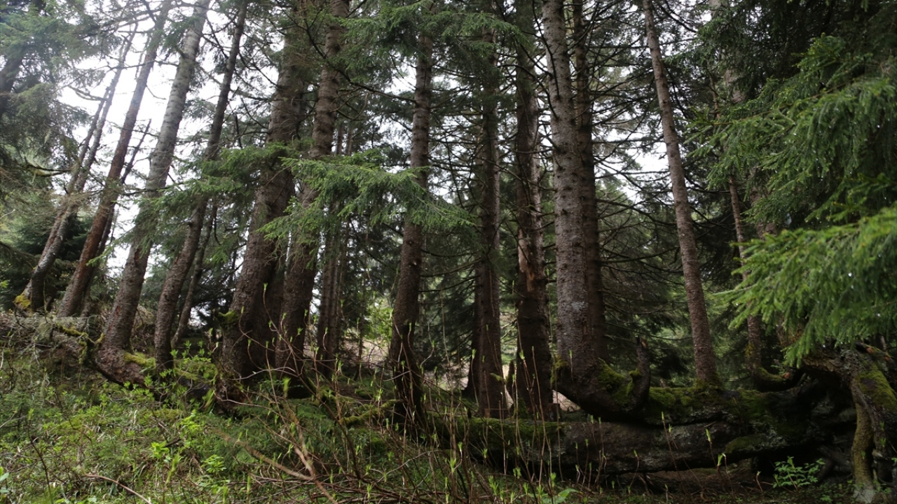 İlçeye bağlı Turnalık Yaylası`ndaki ormanlık alanda yıllar önce rüzgarın etkisiyle devrildiği tahmin edilen ladin ağacı, zaman içinde gövdesinden 18 ağaç yetişmiş görüntüsüyle özelikle doğaseverler ve fotoğraf tutkunlarından ilgi görüyor.