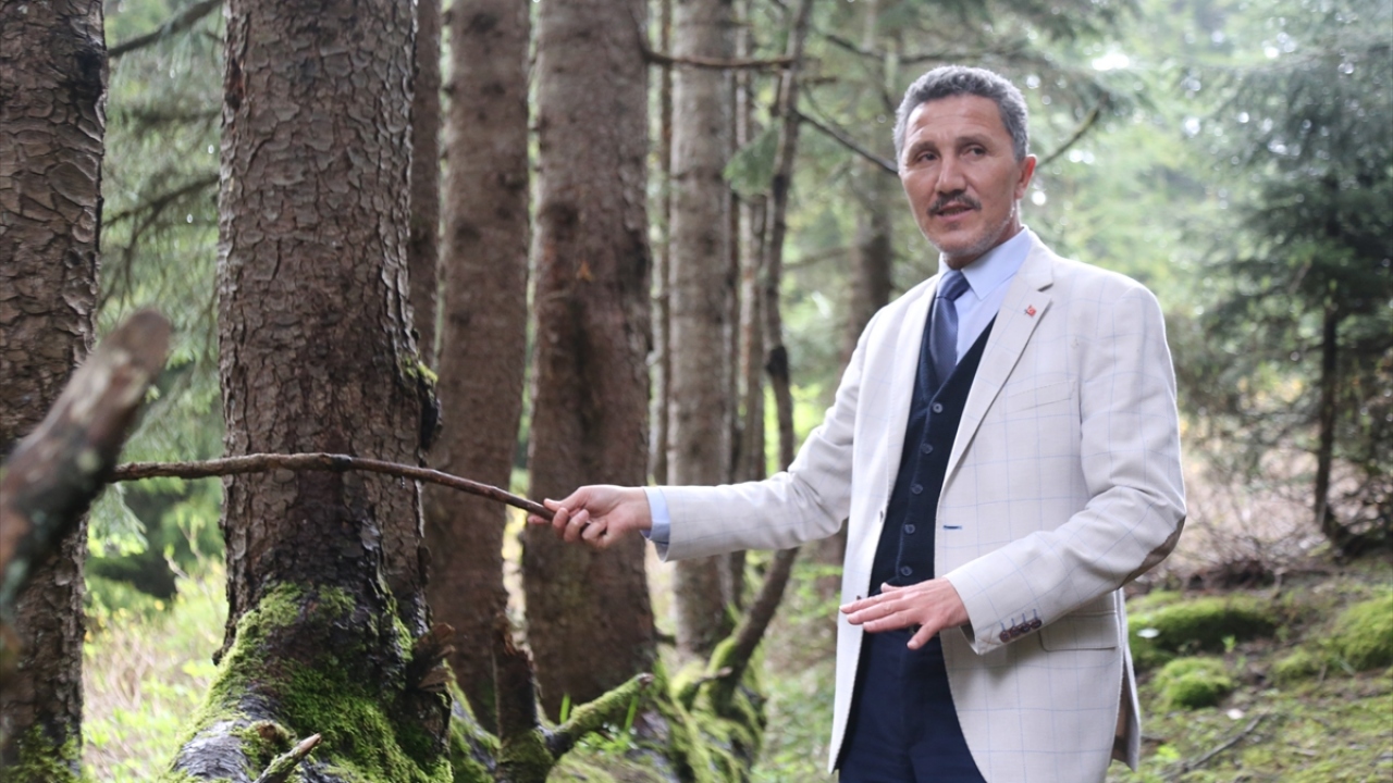 Kabadüz Belediye Başkanı Yener Kaya, yaptığı açıklamada, gövdesinden 18 ağaç yetişen ladinin "Anıt ağacı" olması için Çevre ve Şehircilik Bakanlığına bağlı Tabiat Varlıklarını Koruma Genel Müdürlüğüne bir süre önce başvurduklarını söyledi. 