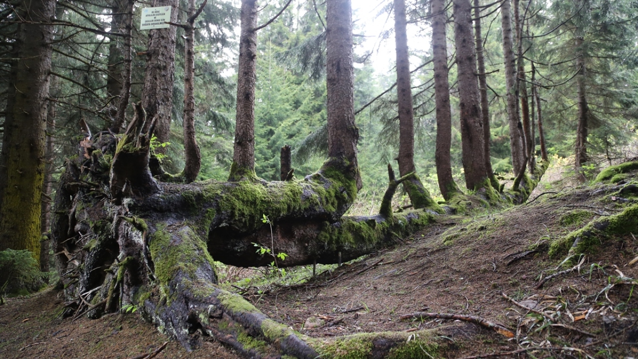 Başvuruyla ilgili kısa sürede sonuç beklediklerini dile getiren Kaya, ağaca zarar verilmemesi için ellerinden geleni yaptıklarını belirtti.