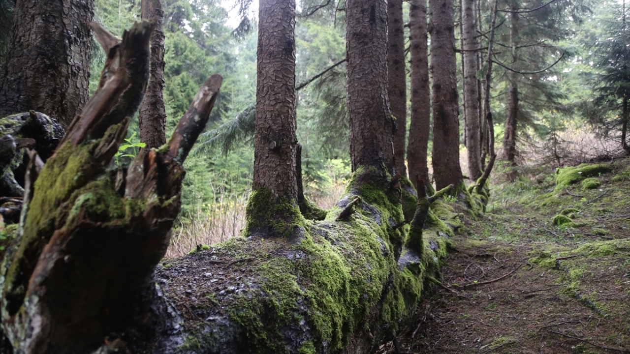 Valilik tarafından koruma altına alınan ağacın çevresinde Büyükşehir Belediyesi ile düzenleme yapacaklarını anlatan Kaya, düzenleme çalışmalarının 2-3 ay gibi kısa sürede tamamlanmasının hedeflendiğini söyledi.