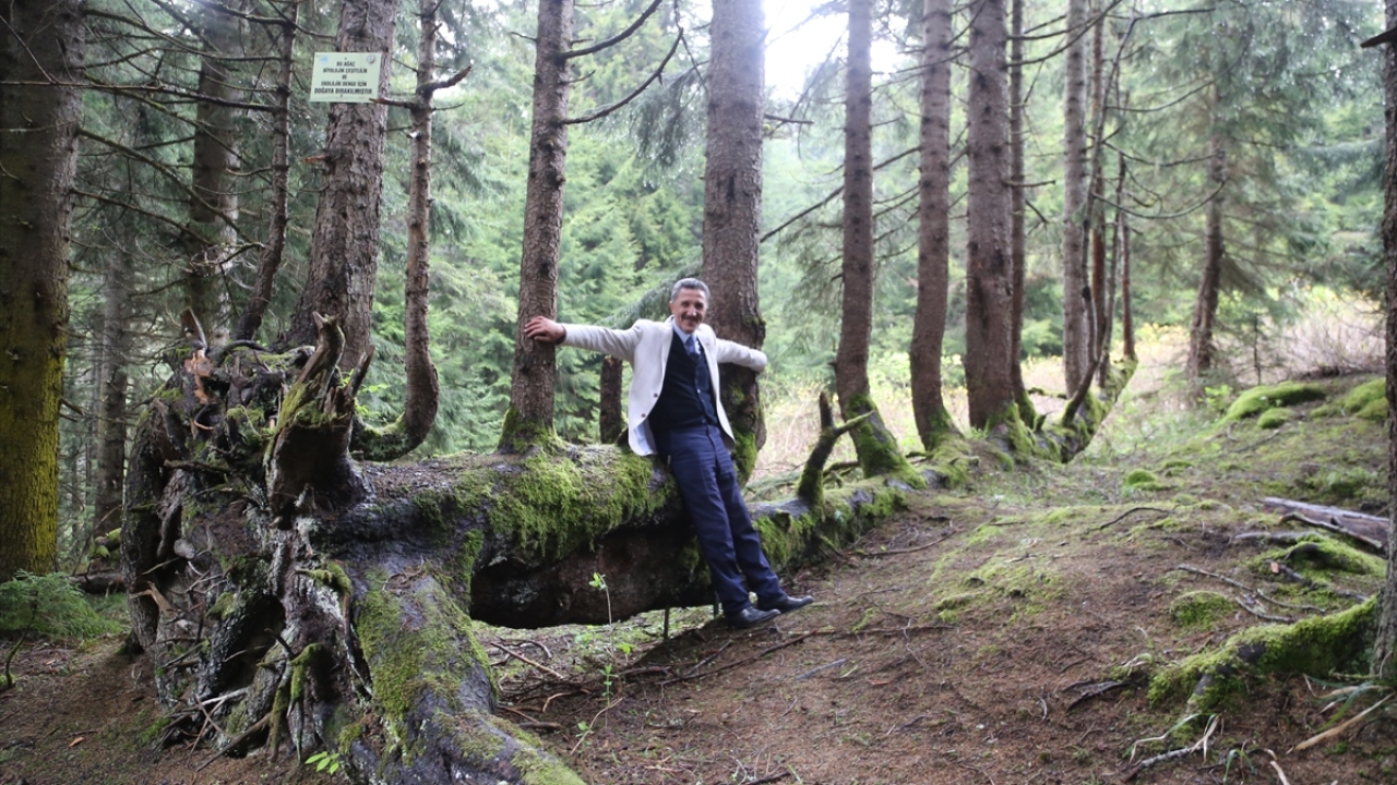 "Ziyaretler, ağaca zarar verilmemesi için kontrollü şekilde yapılacak"