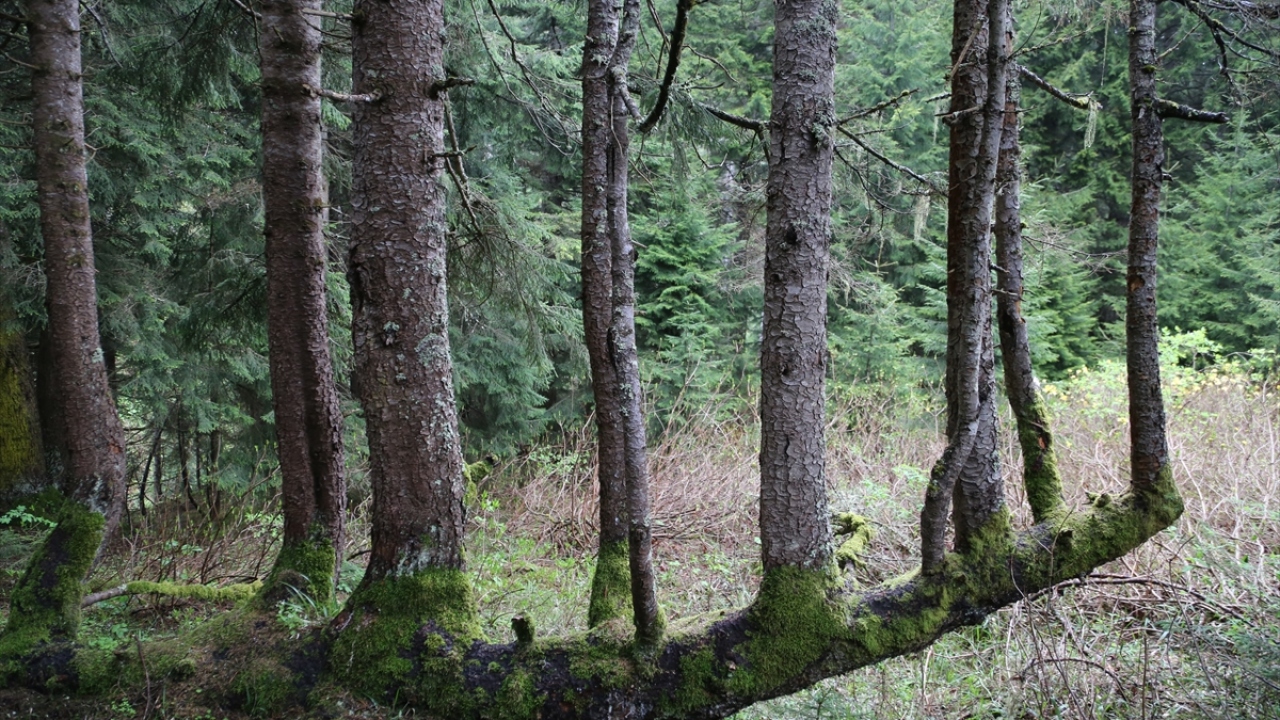 Ağacın görenleri şaşırttığını belirten Kaya, "Bu ağaç gerçek anlamda doğa mucizesi. Biz de yapacağımız düzenlemelerin ardından turistleri buraya bekliyoruz. Bütün vatandaşlardan bu ağacı korumalarını bekliyoruz." diye konuştu. 