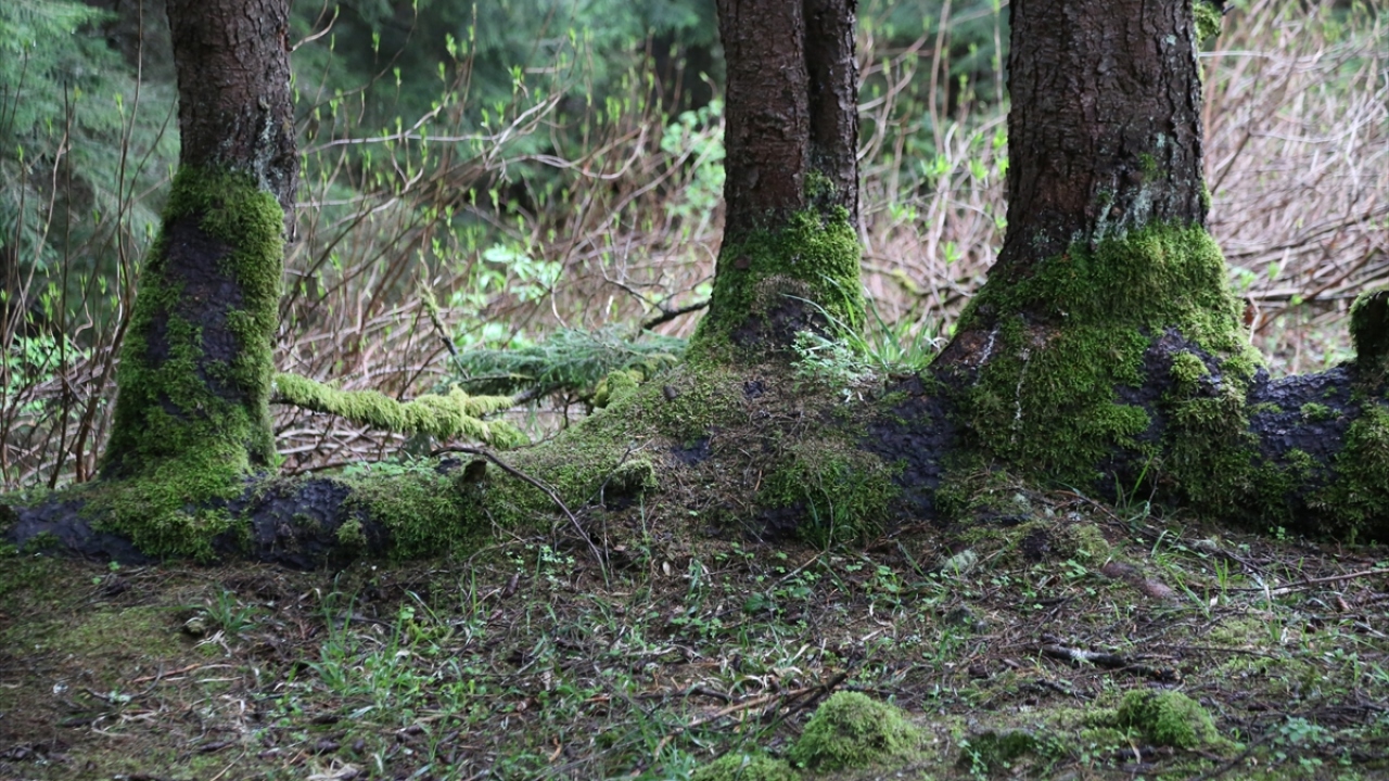 Kaya, vatandaşların ağaca rahat ulaşmaları için bölgede yönlendirme tabela çalışması da yapılacağını ifade ederek ağacın yaşının belirlenmesi için çalışmaların da devam ettiğini sözlerine ekledi.