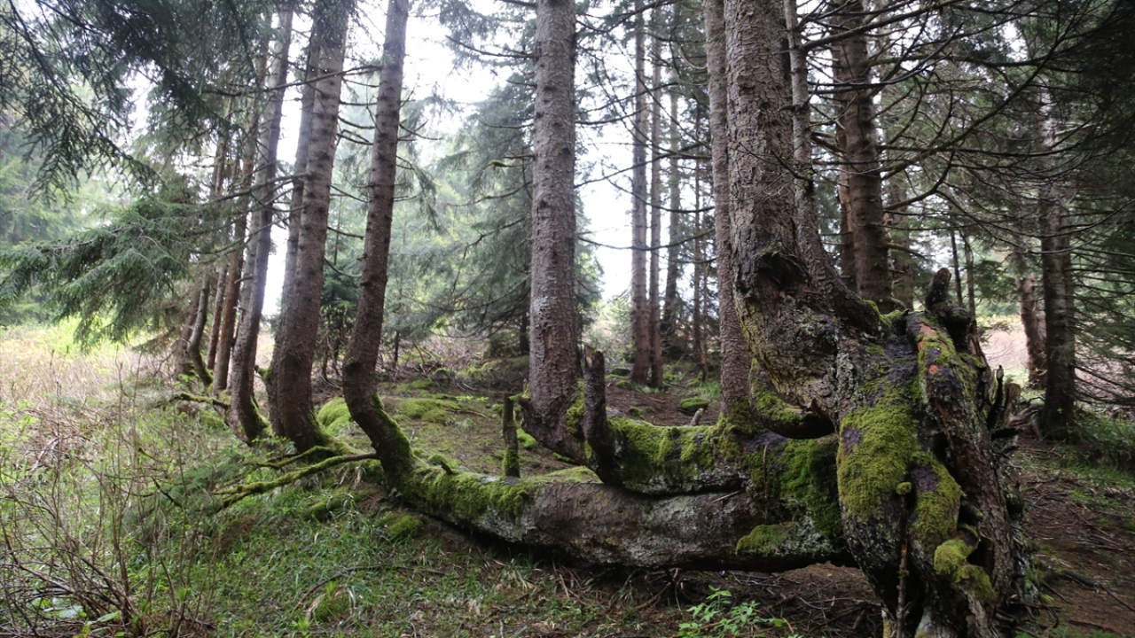 Bu ağacın, dünyada eşi ve benzerinin olmadığını tahmin ettiklerini dile getiren Kaya, bölgenin vatandaşların ziyaretine açılması için çalışma yaptıklarını aktardı.