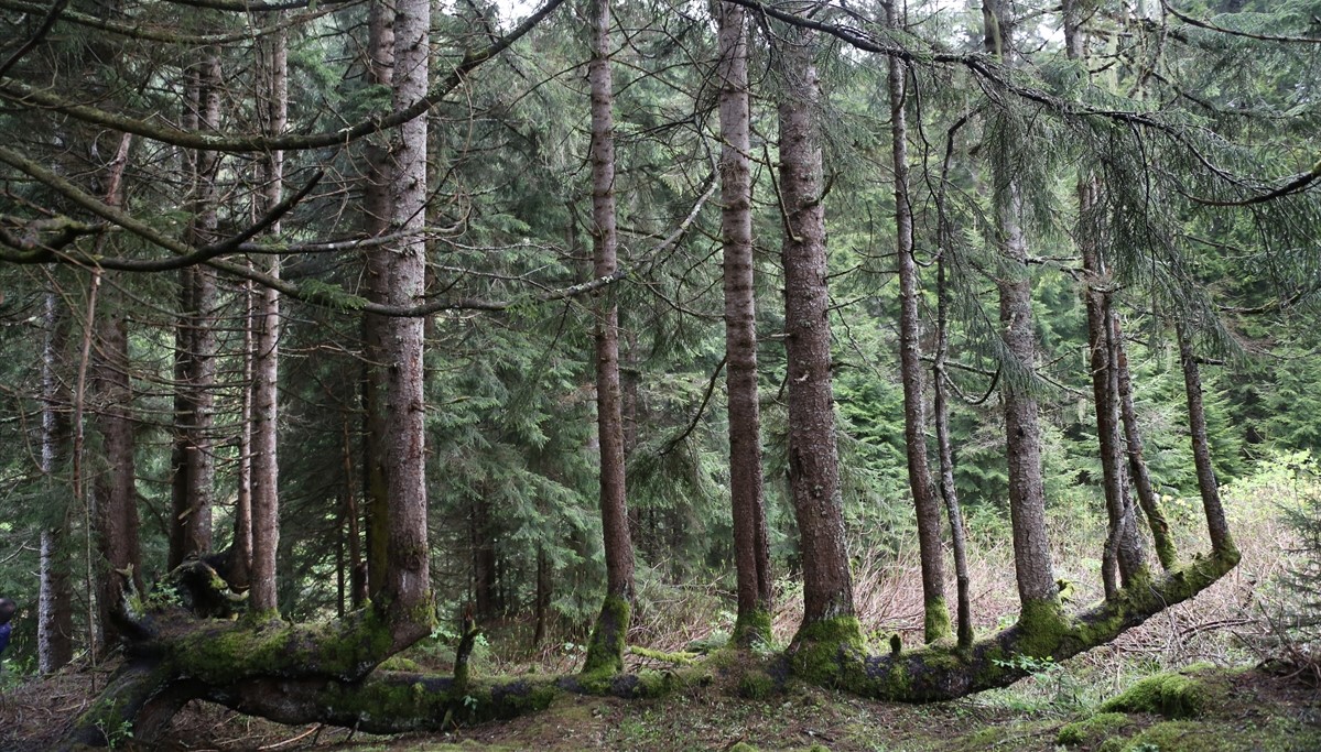 Ordu Valiliğince koruma altına alınan ağaç ve çevresinin turizme kazandırılması için Ordu Büyükşehir Belediyesi ve Kabadüz Belediyesi tarafından çalışma başlatıldı.