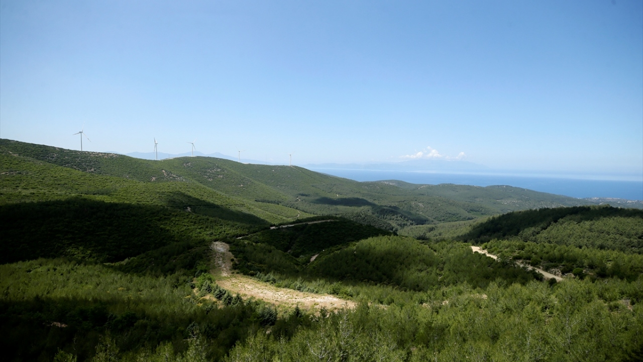 İzmir Orman Bölge Müdürü Zafer Derince, yaptığı açıklamada, Bülbüldağı`ndaki yangının bölgede yaşanan en büyük yangınların biri olduğunu, dağın eski haline getirilmesi için binlerce işçinin görev aldığını belirtti.