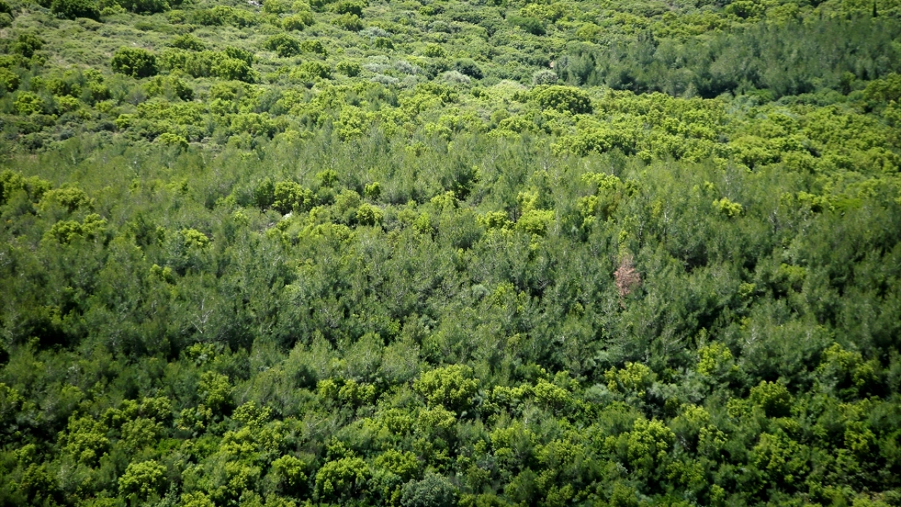 Termal kameralı denetim