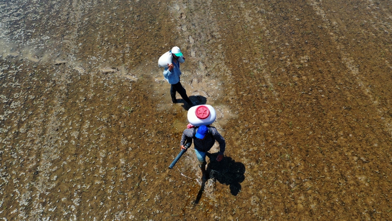 Hava sıcaklıklarının beklenenden az olması nedeniyle bölgede 25 bin dönüm çeltik arazisi tekrar ekiliyor.