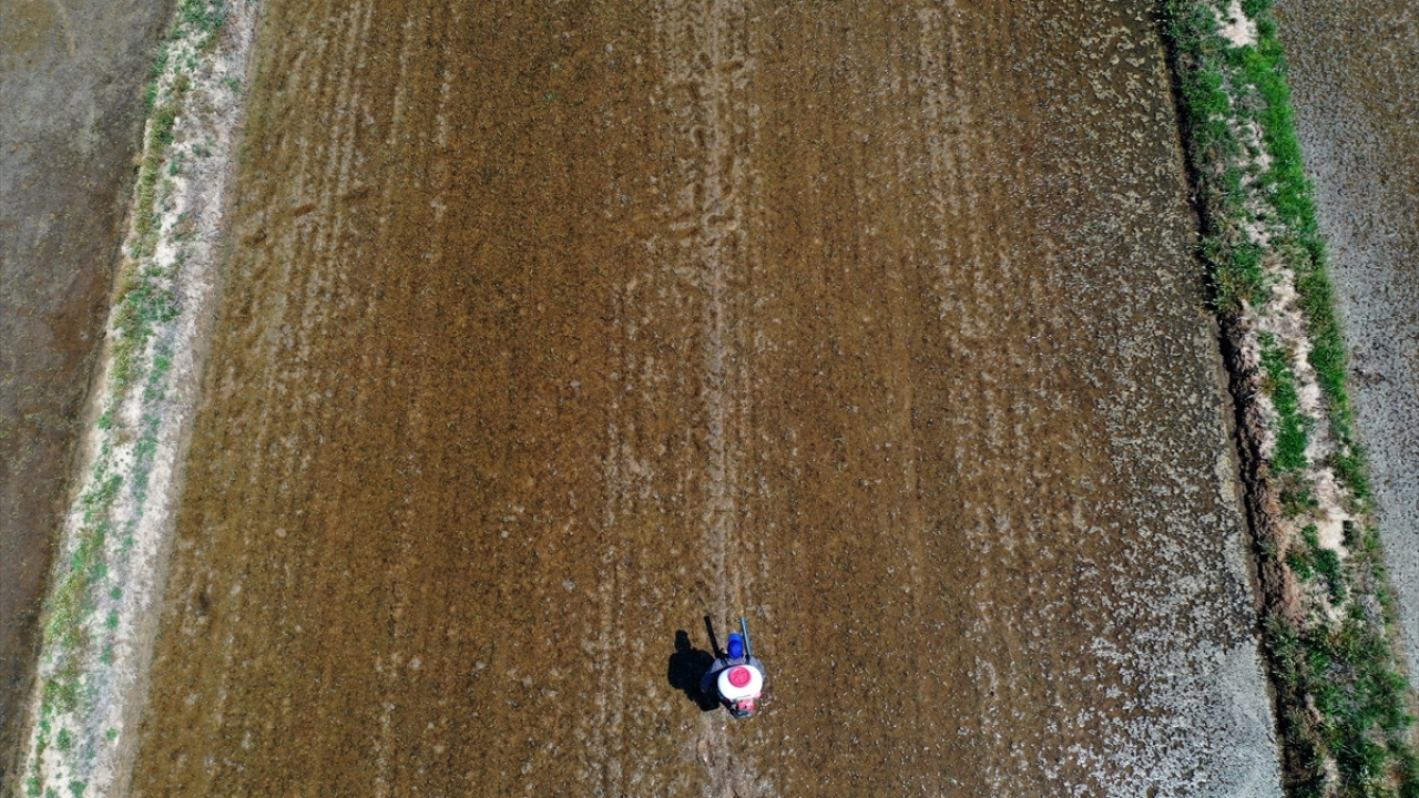 Balcılar, çeltiğin kök vermesi gereken günlerde havanın soğuk geçtiğini dile getirdi.