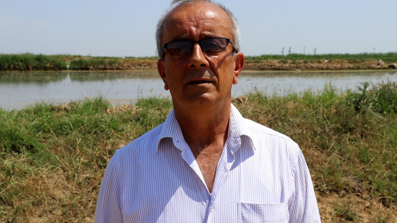 İpsala Çeltik Üreticileri Birliği Başkanı Sedat Balcılar, yaptığı açıklamada, mart ayının ilk haftasında çeltik ekilecek alanları hazırladıklarını söyledi.