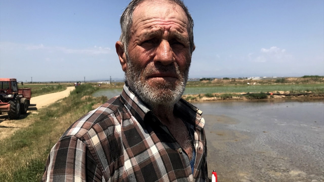 Edirne merkeze bağlı Üyüklütatar köyünde çeltik üretimi yapan Önder Çapkın ise 580 dönüm çeltik arazisinin 100 dönümünü tekrar ektiğini dile getirdi. 