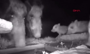 Düzce'de yavruları olan yaban hayvanları fotokapana takıldı