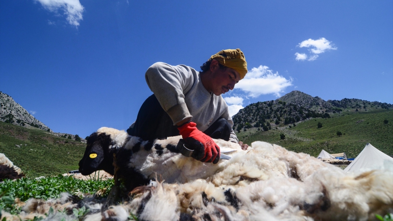Zorlu yayla yollarında ulaşımı bazı yerlerde araçlarla bazı yerlerde de at, eşek ve katırlarla sağlayan göçerler, boz ayı, kurt ve çakal gibi yabani hayvanlardan sürüleri korumak için de geceleri el fenerleri ve kangal köpekleri eşliğinde nöbet tutuyor.