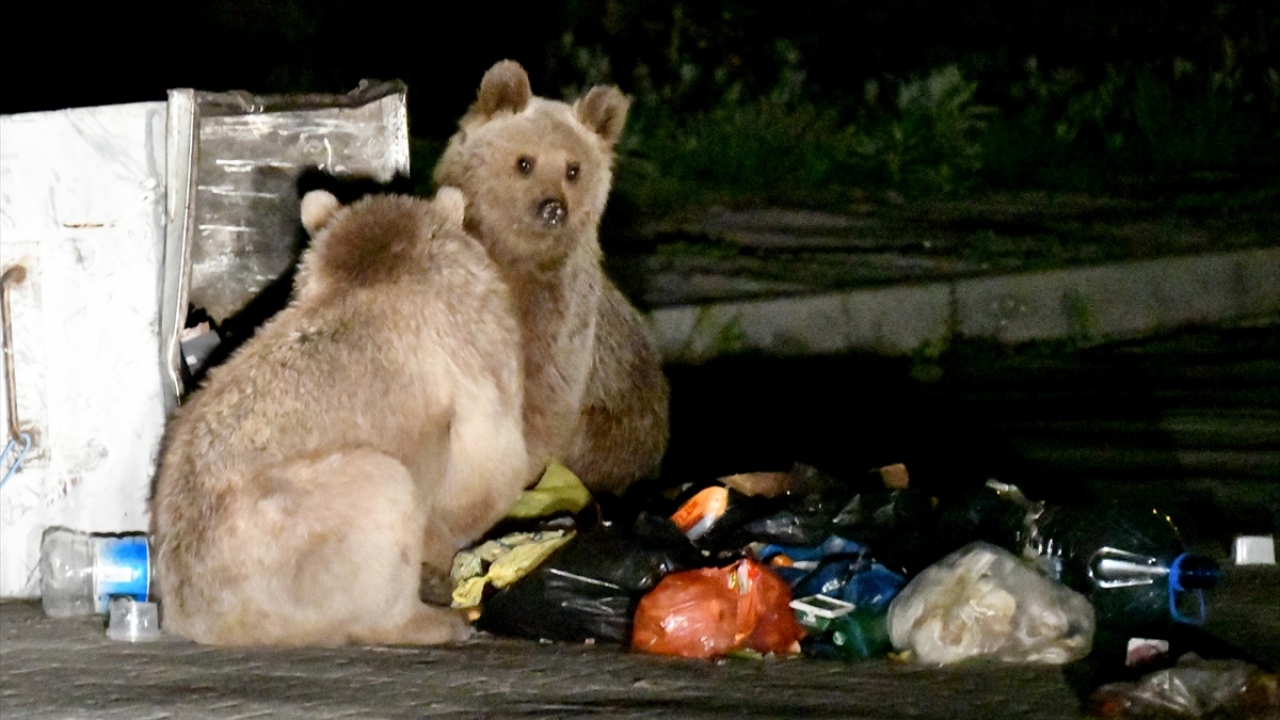 İstiklal Mahallesi`ne inen bir boz ayı, yavrularıyla bir süre gezinerek yiyecek aradı.