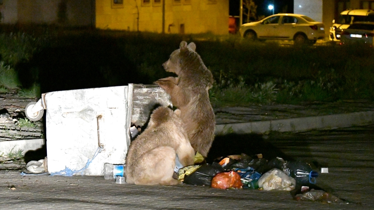 Son günlerde ilçede gece saatlerinde çokça görülen boz ayılar, insanlara zarar vermeden çöp konteynerlerinden buldukları yiyeceklerle karınlarını doyurduktan sonra yaşam alanları olan sarıçam ormanlarına dönüyor.