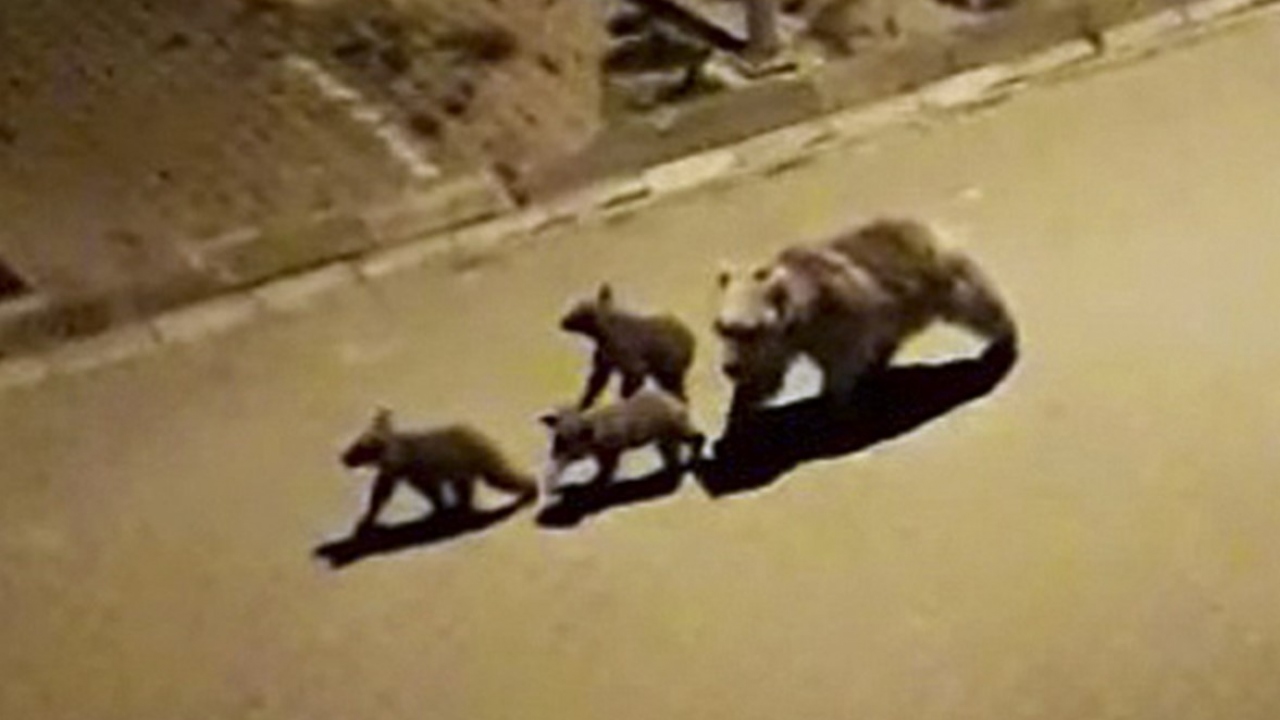 Bir başka boz ayı ise karnını doyurmak için bir apartmana girdi. Ayıların yiyecek arayışı çevredekilerce cep telefonu kamerasıyla görüntülenirken, yaşananlar mahalleli ile apartman sakinlerini güldürdü.