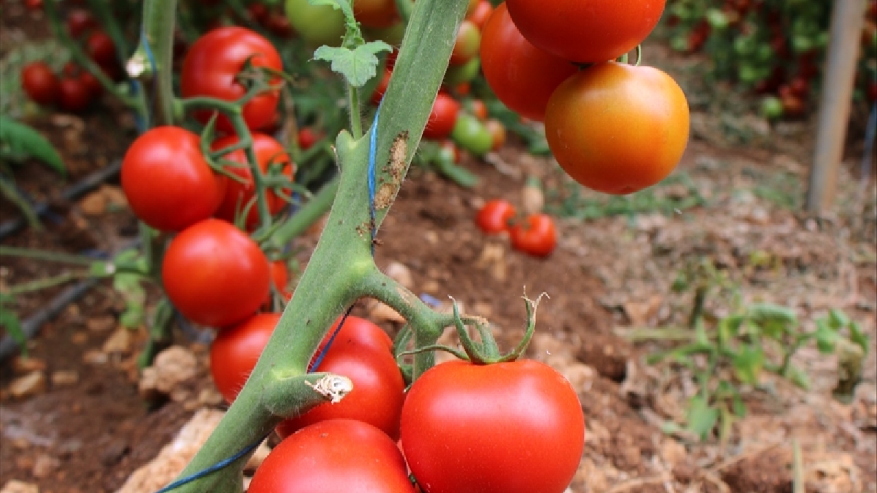 Erdemli Ziraat Odası Başkanı Rasim Şahin, üretici ziyaretinin ardından gazetecilere yaptığı açıklamada, bereketli bir sezon beklediklerini söyledi.