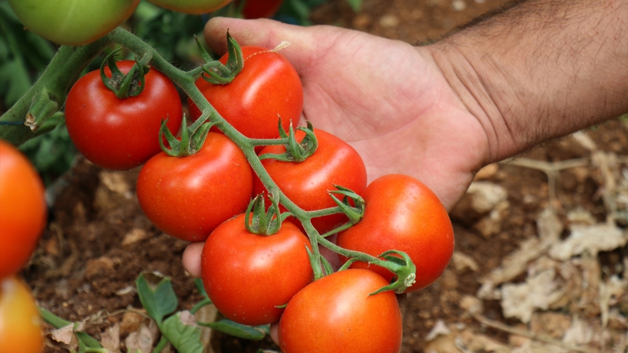 Erdemli Ziraat Odası Meclis Başkanı Aşkın Şahin de Kovid-19 sürecinde özel izinle toprakla buluşturulan domateslerin dış satım için hazır olduğunu dile getirdi.