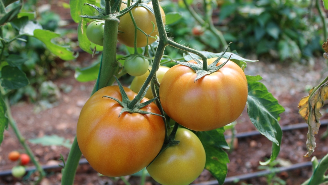 Şahin, salkım, çeri, kokteyl, pembe ve köy domatesi çeşitlerinin üretiminin de bölgede yaygınlaştığını belirterek şunları ifade etti: