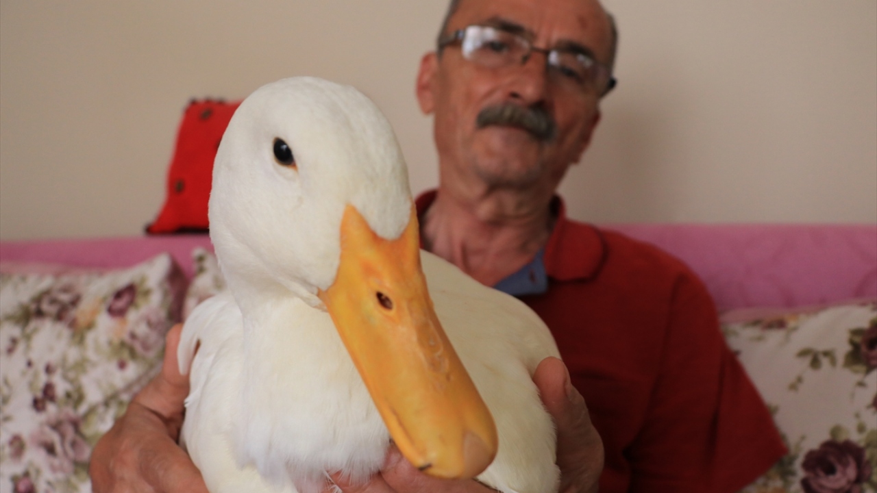 İnönü Mahallesi`nde yaşayan Aydın, 13 ay önce torunları için 2 tane ördek aldığını, biri telef olunca diğerine "Pamuk" adını vererek özenle baktığını söyledi.