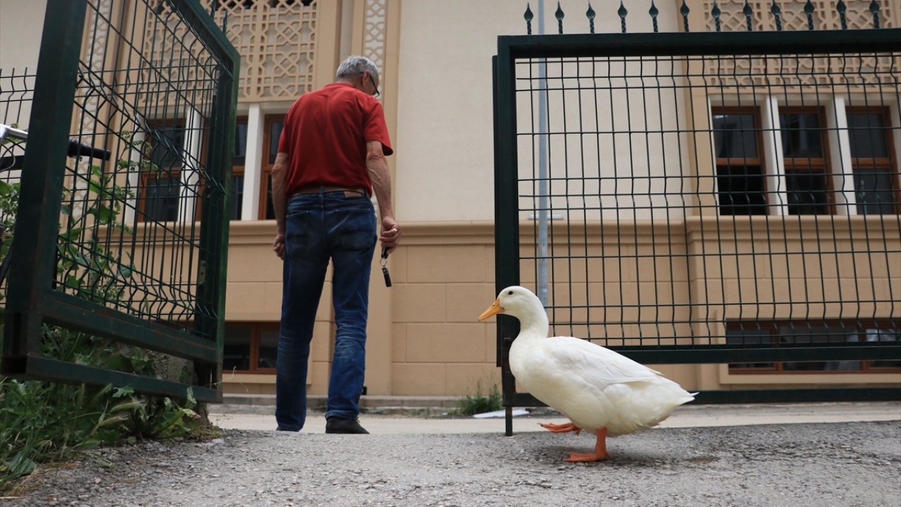 Evde Pamuk`la vakit geçiren, koltukta oturan ördeğiyle çay içen Aydın, alışverişe de Pamuk`la gidiyor. Arabanın ön koltuğuna oturan Pamuk, Aydın`ın peşinden ayrılmıyor.