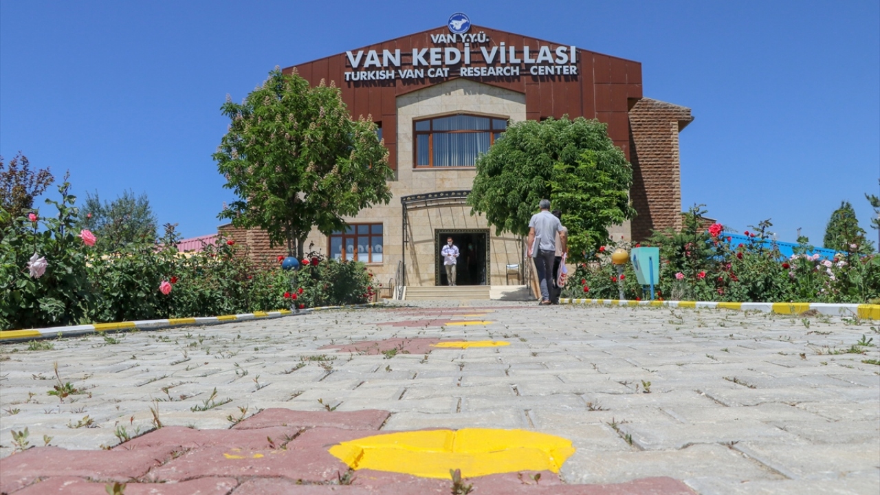 Koronavirüs tedbirleri kapsamında 5 Mart`ta ziyarete kapatılan YYÜ bünyesindeki Van Kedi Villası`ndaki kediler, salgına karşı özenle korunuyor. 