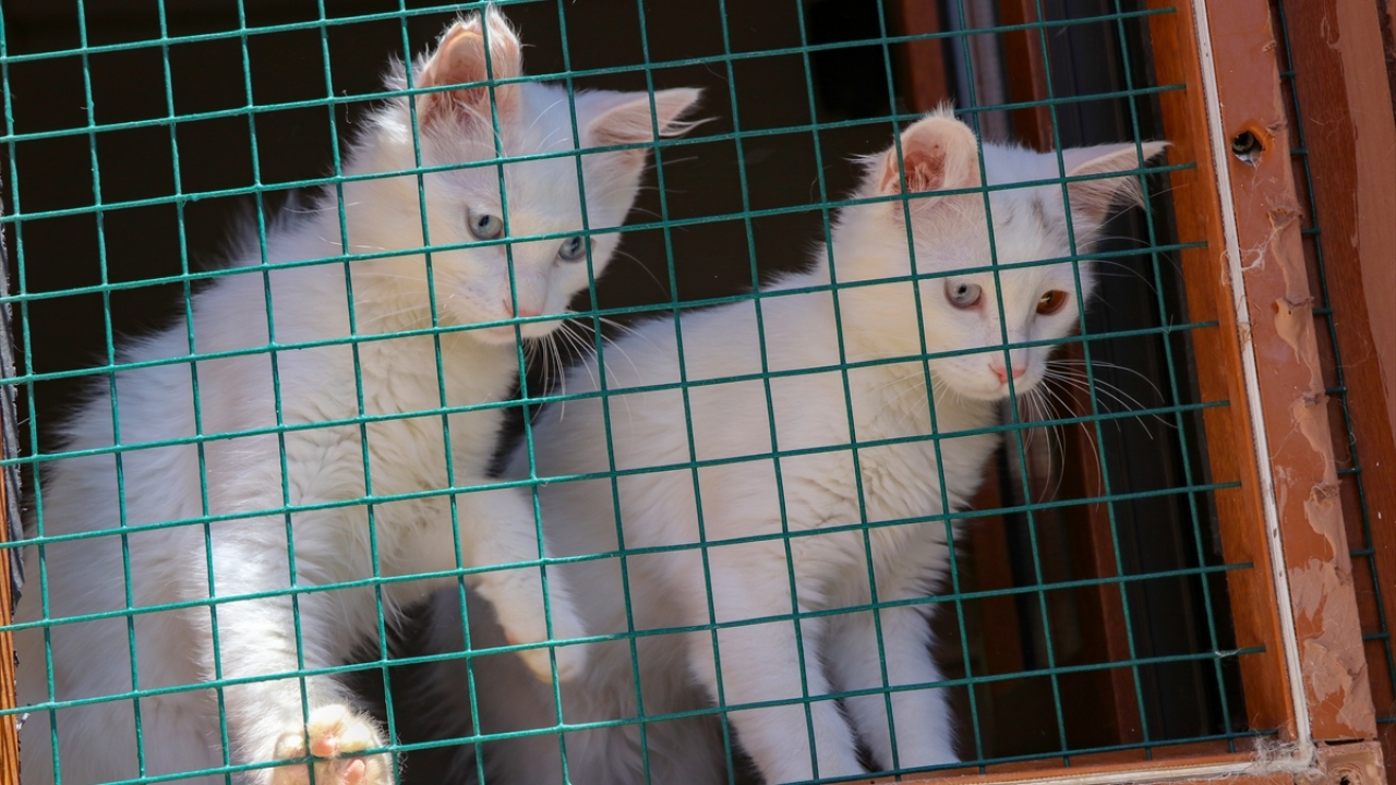 Yılın ilk yavrularının da dünyaya geldiği merkezde, kedilerin kaldığı odalar sürekli dezenfekte ediliyor, mama kapları ve yatakları her gün 90 derecede yıkanıyor. 