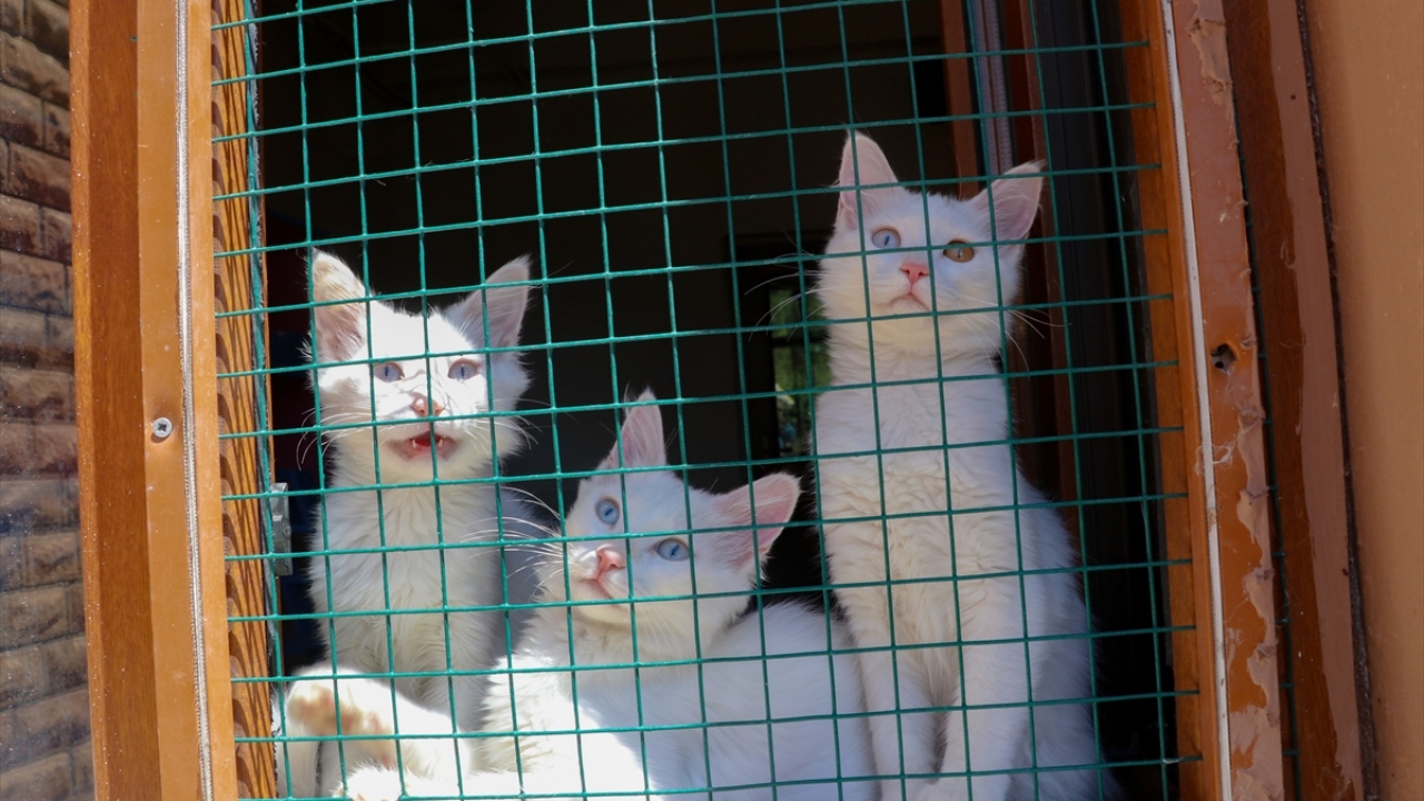 Ziyaret öncesi, 200 kedinin yaşadığı merkeze sosyal mesafe ve hijyen kurallarının hatırlatıldığı uyarı yazıları asıldı.