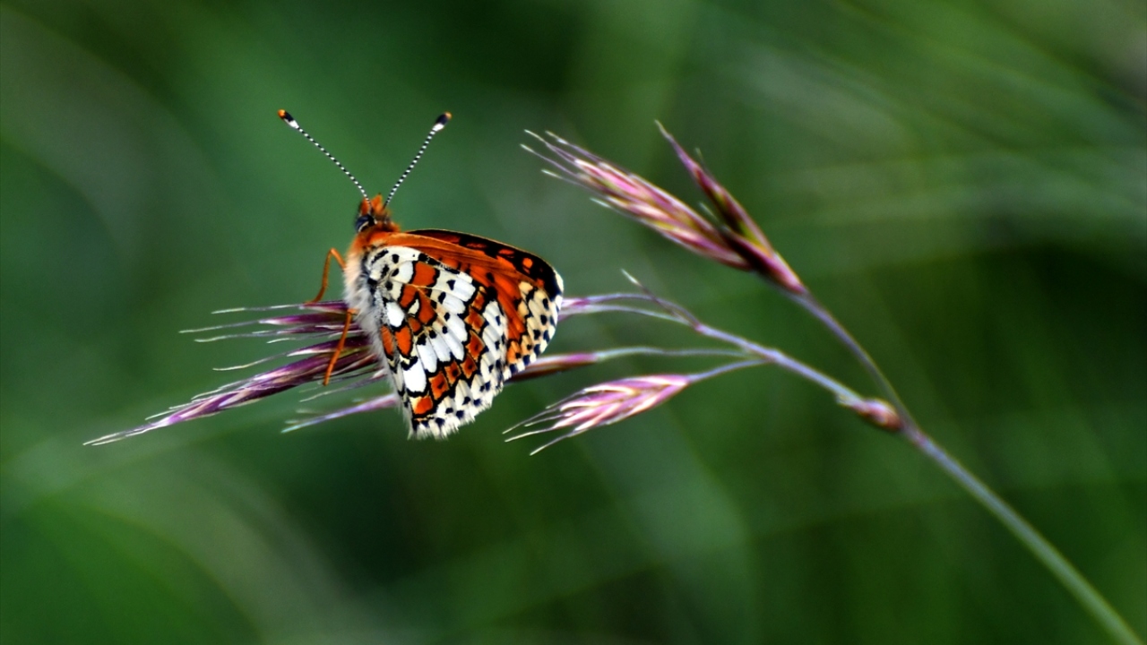 Yaban hayatı ve zengin florasıyla yaz mevsiminde görsel şölen sunan ilçe, şu sıralar rengarenk kelebeklere ev sahipliği yapıyor.