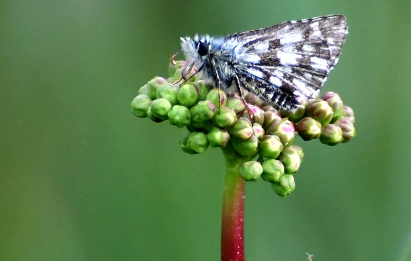 Doğa fotoğrafçısı Turhan Kocaş, yaptığı açıklamada, ilçenin hayran bıraktıran doğal güzelliklerini fotoğraflamaktan büyük keyif aldığını söyledi.